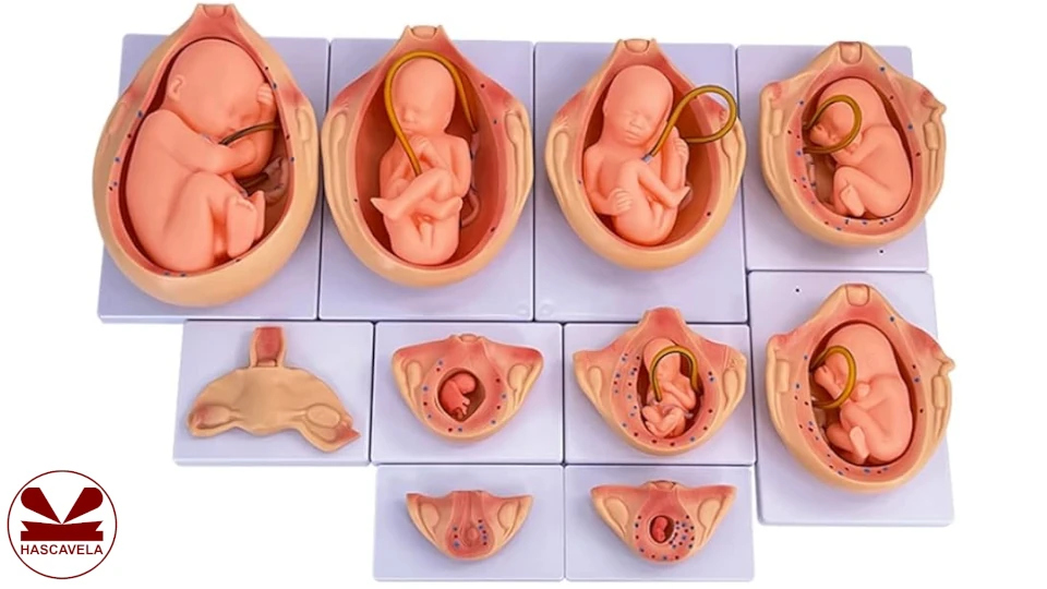 Picha inaonesha hatua mbalimbali za ukuaji wa mtoto tumboni kwa mama mjamzito.